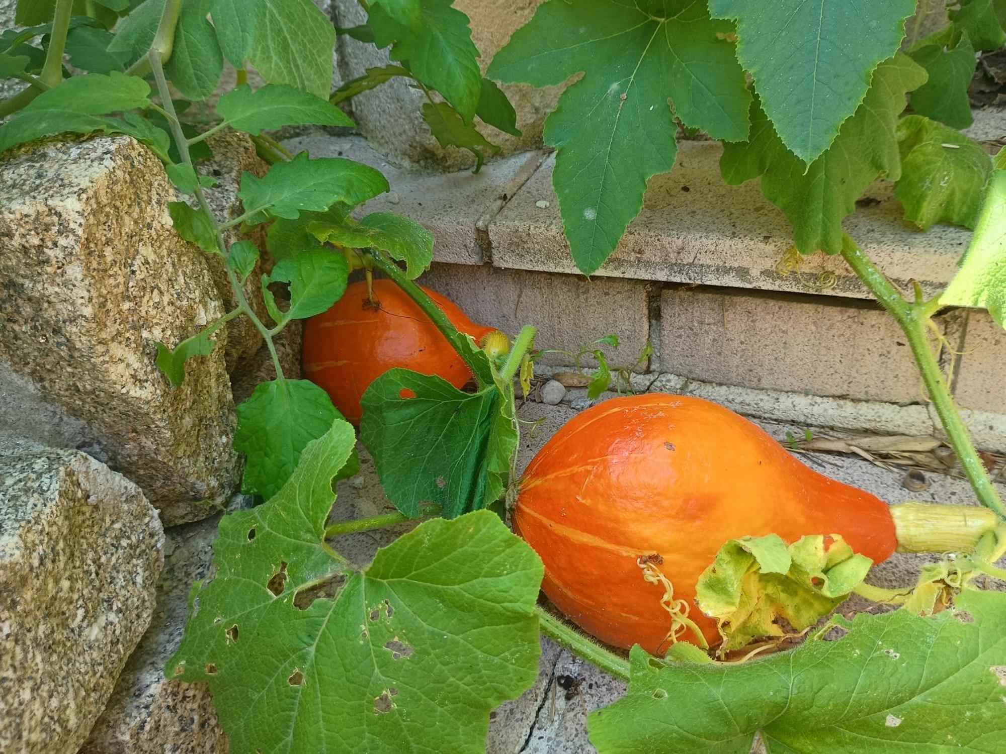 G1 Les Oliviers Villa Saint-Germain-de-Princay Buitenkant foto